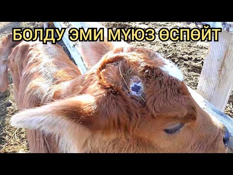 Муну кылып койсоңуз, жыргайсыз