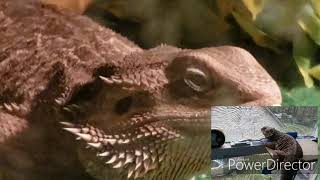 Toothless 2015 - 2019