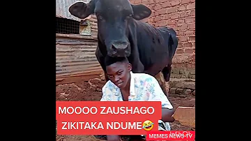 Ngombe Za Ushago Zikitaka Ndume 