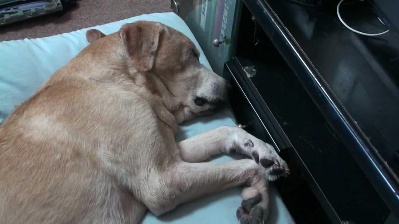 ラブラドール ムックとラム ムック寝ながら爆走？ YouTube