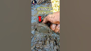 CARI KERANG KEPAH DILUMPURAN PINGGIR SUNGAI #shorts #shortsfeed #carikerang