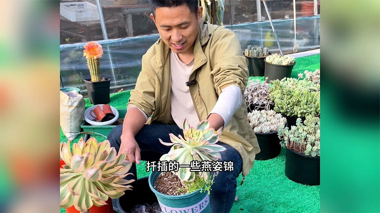 燕姿锦法师多肉太好养了，拼一大盆不遮雨露养试试！ - YouTube