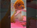 Curious little fluff ball getting his first ever groom ✂️🐾🫶🏻 check out our online grooming courses