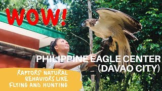What you should know about the PHILIPPINE EAGLE | Raptors in Flight | ARA CASAS| Family Vlog