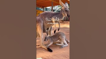 هذا خلق الله سورة لقمان~الآية11~القارئ #اسلام صبحي ~🎧🤍   قرآن كريم