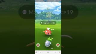 Getting 93 Candy at Once From a Magikarp in Pokémon GO
