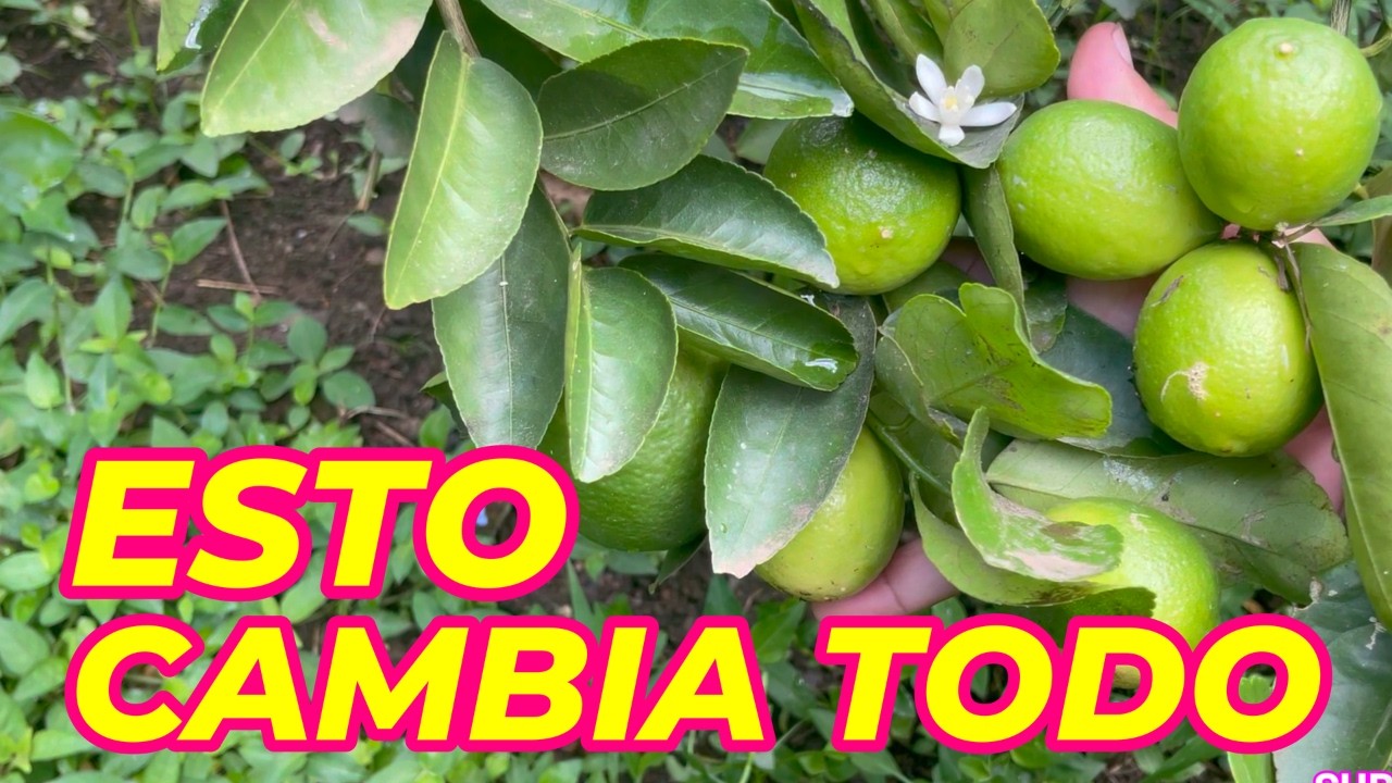 El error al sembrar árboles frutales que pocos conocen ❌ #arbolesfrutales #limonero