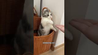 Why Does A Cat Suddenly Wag Its Tail So Vigorously Science Popularization