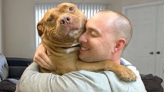 Pitbull Dog Couldnt Contain His Joy When He Saw Owner Home