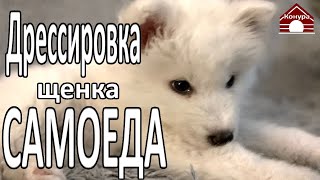 Дрессировка щенка самоеда / щенок на карантине