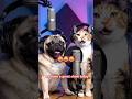 we have a great show today 😂#usa #dogpodcast #funnydog #petmemes #pug #talkingdog #dogsoftiktok