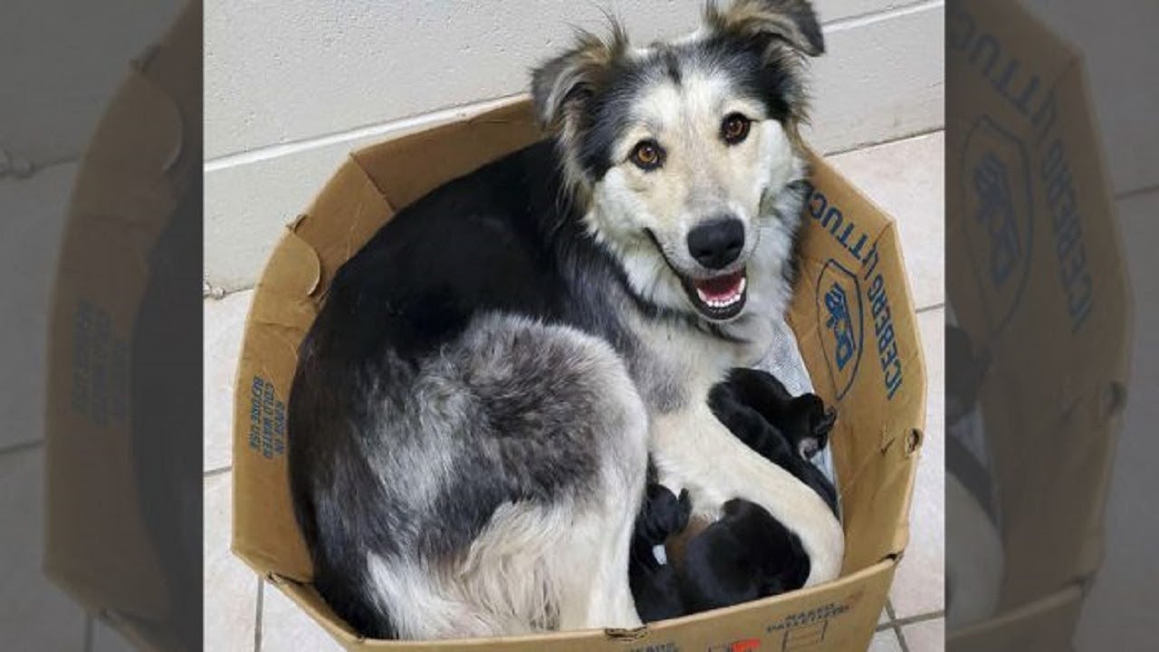 Mama Dog Found Abandoned And Sealed In A Box Along With Her 9 Puppies ...