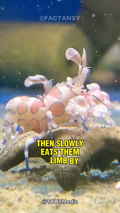 Harlequin Shrimp | This Shrimp Eats Starfish Alive! 😱🦐