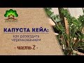 Капуста кейл  Как разводить  черенкованием