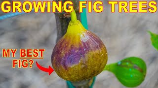 Is This My BEST FIG TREE? The ONE FIG To Rule Them All!