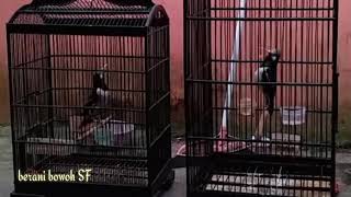 Jalak suren kalimantan gacor paling ampuh buat masteran kenari