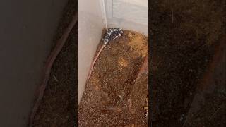 Salamander catching an earthworm #amphibians #salamander #shorts