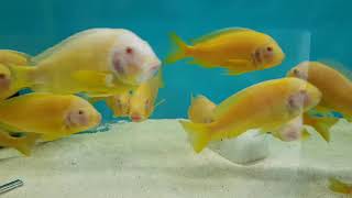 Albi̇no Ki̇pi̇li̇