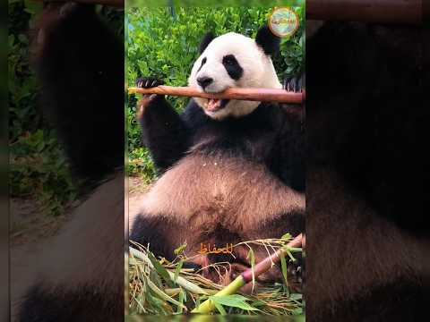 حقائق مذهلة عن الحيوانات الحيوانات