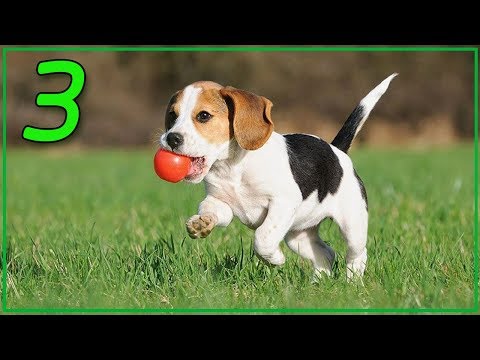 3 วิธีฝึกสุนัขให้เชื่อฟังคำสั่ง !! | Perkak Eiei