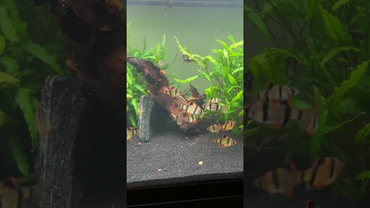 Tiger barb tank 
