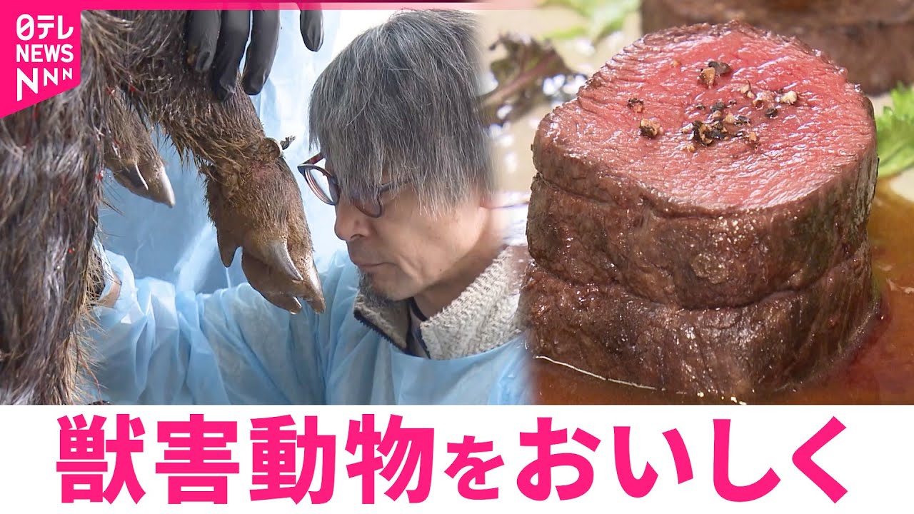 【ジビエ】畑を荒らすイノシシやシカを食用に 