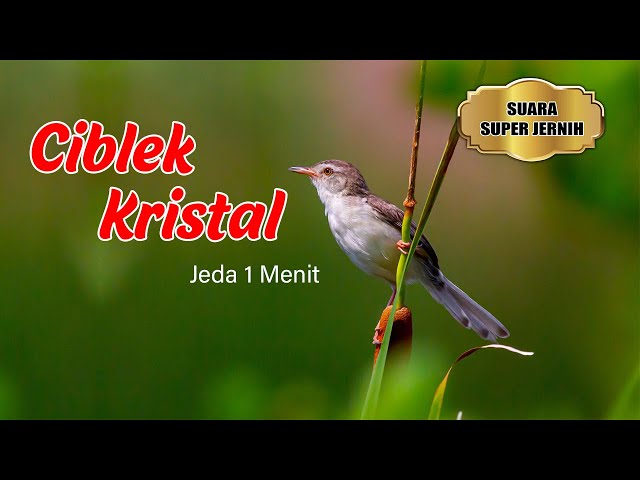 Ciblek Kristal || Masteran Ciblek Kristal Ngebren AK-47 Cocok Untuk Murai Batu || Jeda 1 Menit class=