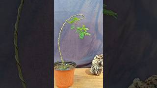 Pruning of small Chinese ash seedlings #bonsai #bonsaimaterials #doujiebaiwashare