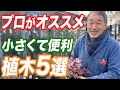 【これ植えて！】オススメの小さな植木5選！初心者でもマネできる植栽のアイデアをご紹介！【植栽】【庭リフォーム】