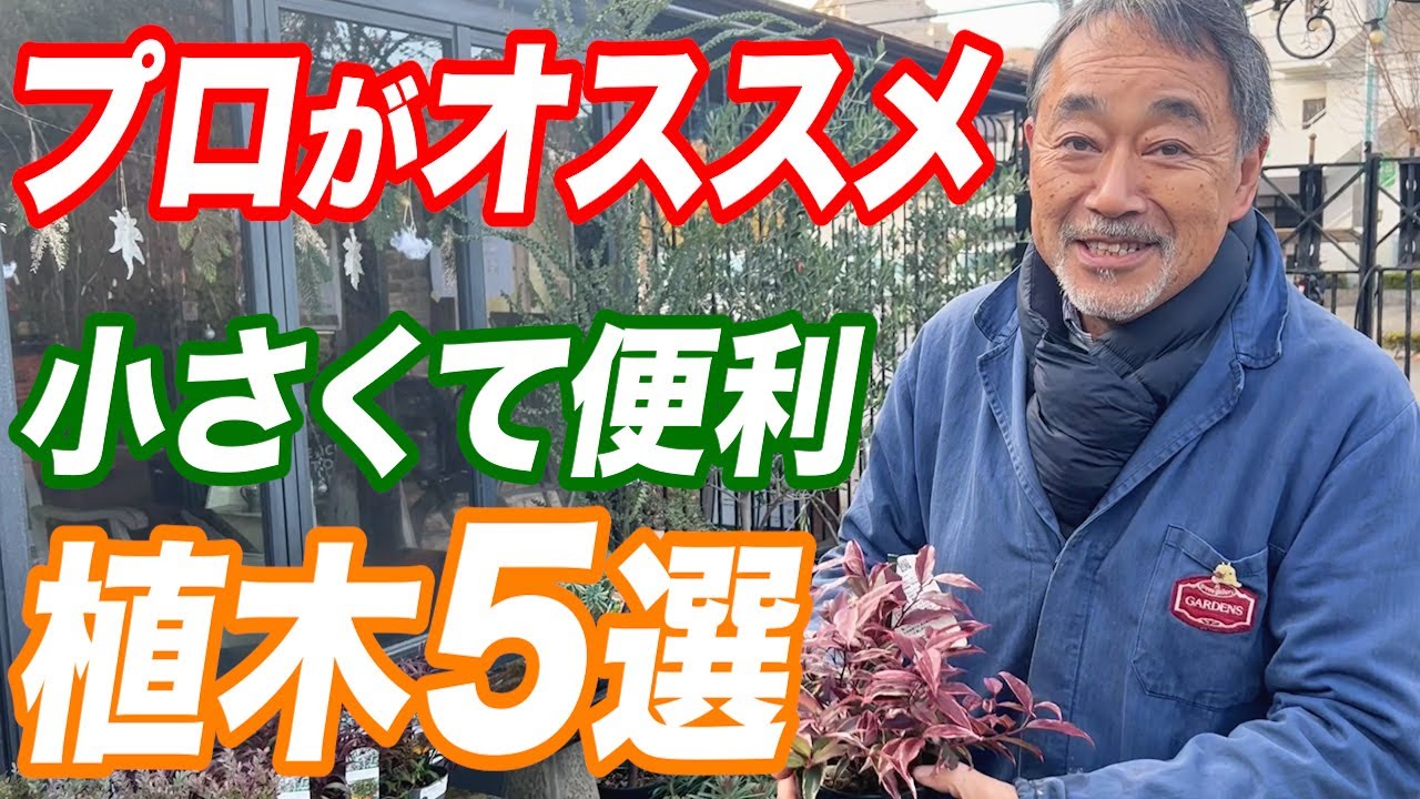 【これ植えて！】オススメの小さな植木5選！初心者でもマネできる植栽のアイデアをご紹介！【植栽】【庭リフォーム】