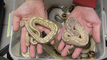 2017 Holdback video #2