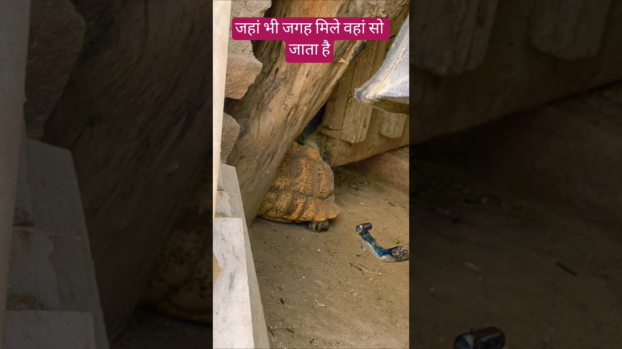 जहां भी जगह मिले वहां सो जाता है 