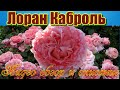 Обзор розы Лоран Каброль (Парковая)  - Laurent Cabrol (Massad Франция, 2009)