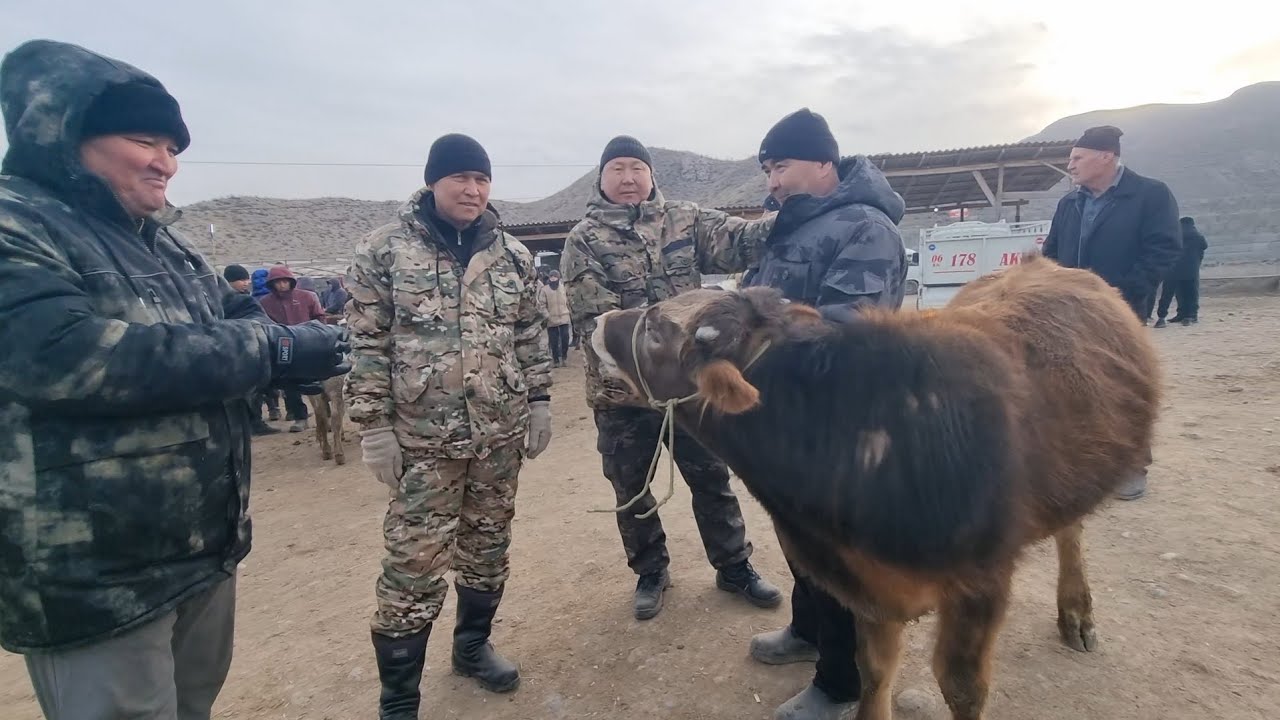 КАДАМЖАЙ РАЙОНУ ҮЧ КОРГОН  МАЛ БАЗАРЫ  РЕАЛДУУ БААЛАР 