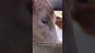 Inside Look At Mannus Correctional Centre