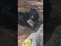 Black Lab is Insane in the Brain