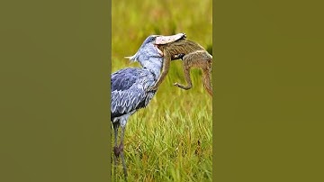 The Patient Predator: Hunting Tactics of the Shoebill Bird #Shoebill #birds #shorts