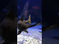 Paddle fish (part 2)
