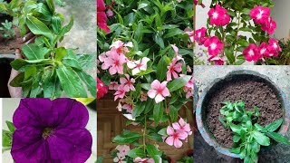 Hanging vinca plant care\/\/potting\/\/#hangingvinca##bloomgarden