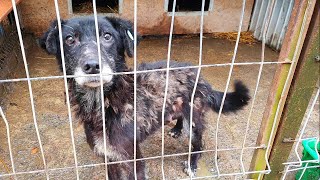 Heartbreaking Rescue of Starving Shelter Dog Who Never Had a Name by Howl Of A Dog 9,683 views 3 months ago 3 minutes, 12 seconds