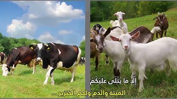 تلاوة ممتعة للشيخ عبد الغني حوا من سورة الحج