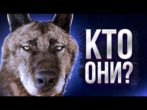 ВОЛКИ - ЧТО МЫ О НИХ НЕ ЗНАЕМ? Зачем воют на Луну и как человеку стать членом волчьей стаи?