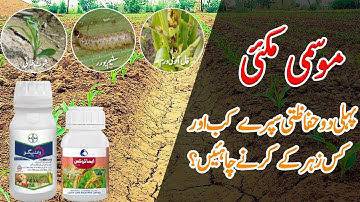 How to Control Fall Army Worm,Shoot Fly and Stem Borer in Autumn Maize || Crop Informer