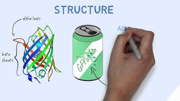 GFP: How "Glow-in-the-dark" Revolutionized Biology