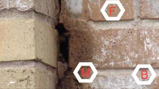 Robber Honey Bees Behind Brick