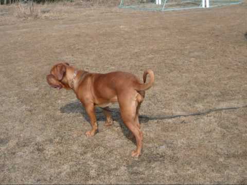 Alice Dogue de Bordeaux 7 mnader