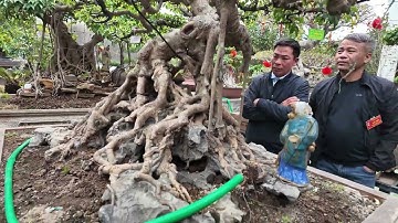 Đến chơi và thăm vườn cây nhà anh Thuần ở Lương Tài Bắc Ninh, rất bất ngờ với hồ cá Koi rất đẹp