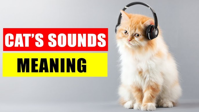 Cat Sounds and What They Mean