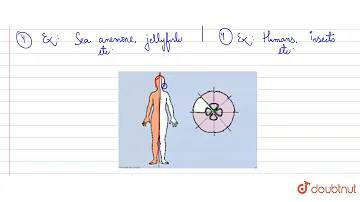 What is bilateral symmetry in biology with example?