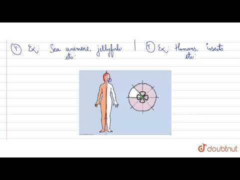 What is difference between bilateral symmetry and radial symmetry ?